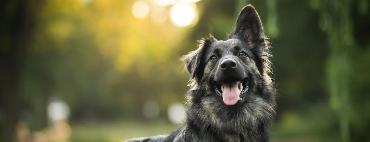 Berger allemand noir joyeux en extérieur dans un parc verdoyant