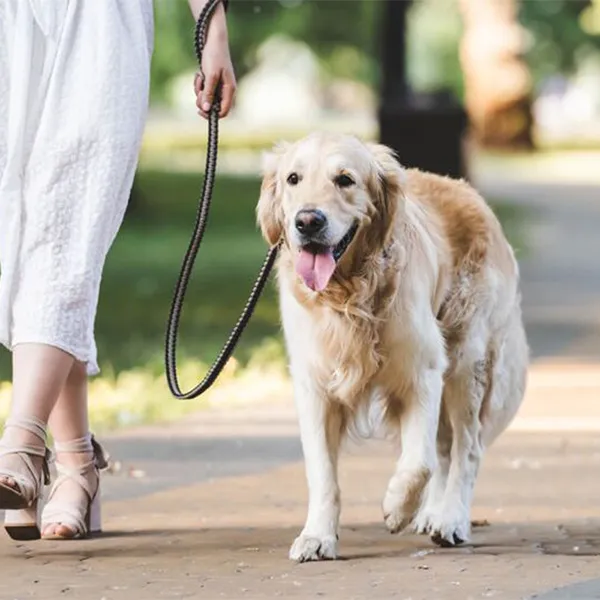 Chien en balade avec sa mîtresse
