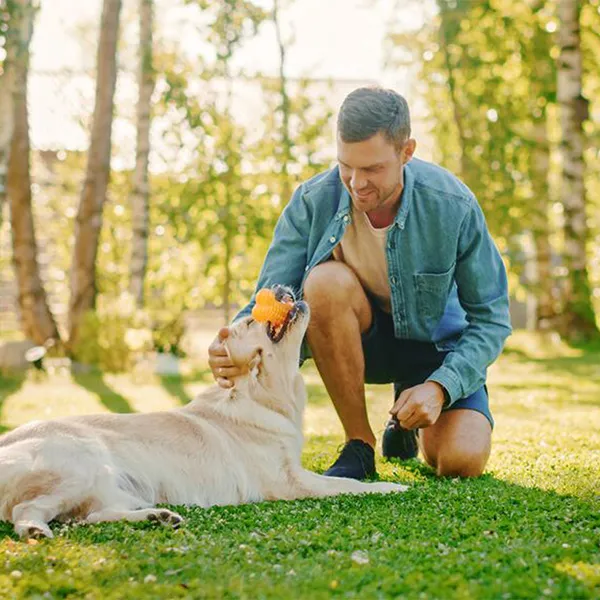 Chien complice avec son maître dans une prairie