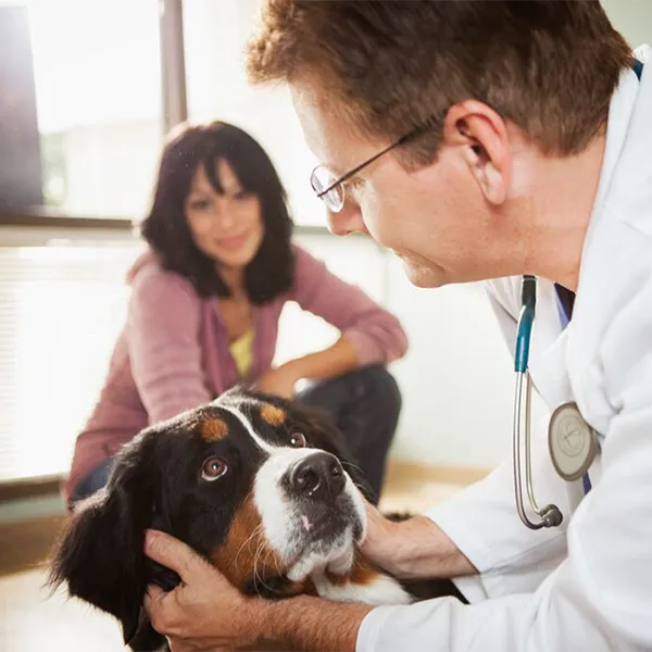 Vétérinaire auscultant un chien