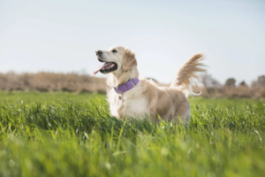 Chien heureux dans un champs