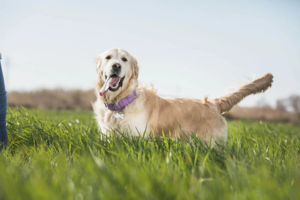 Golden Retriever debout dans un champ d'herbe verte