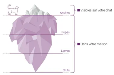 Infographie en forme d'iceberg illustrant le cycle de vie des puces : les adultes visibles sur le chat en surface, et les pupes, larves et &oelig;ufs cach&eacute;s dans la maison