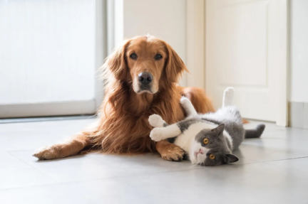 Golden retriever et chat gris et blanc couchés ensemble sur le sol à l'intérieur
