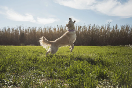 Golden Retriever sautant joyeusement dans un pré