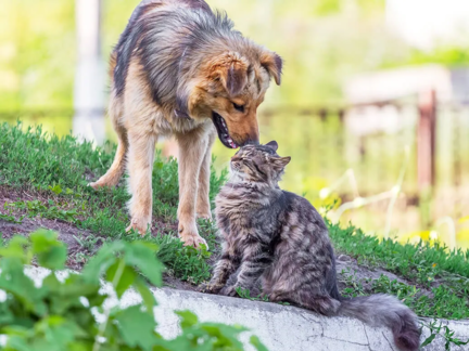 Chien berger et chat tigré se touchant le nez dans un jardin ensoleillé
