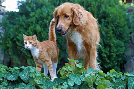 guide-antiparasitaire-chien-chat-008 (1)