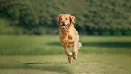 Un golden retriever courant joyeusement dans un champ verdoyant