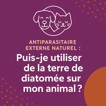 Illustration Antiparasitaire externe naturel : puis-je utiliser de la terre de diatomée sur mon animal, avec un chien et un chat