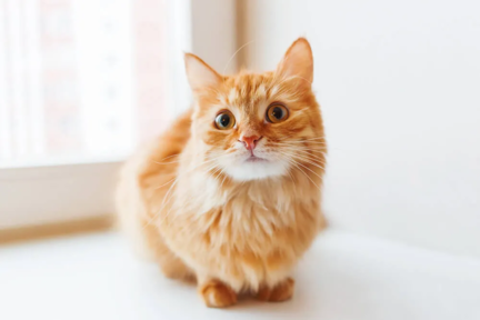 Chat roux allongé près d'une fenêtre