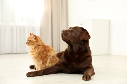 Labrador chocolat et chat roux assis côte à côte dans un salon lumineux