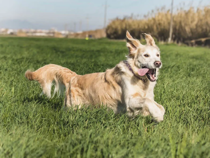Golden Retriever courant dans l'herbe