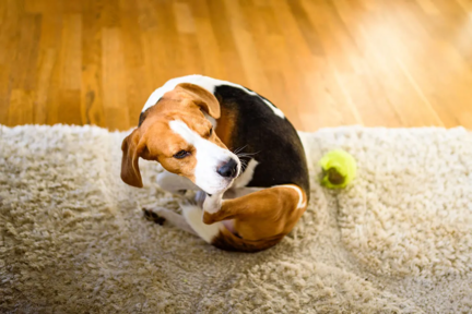 Beagle se grattant l'oreille sur un tapis