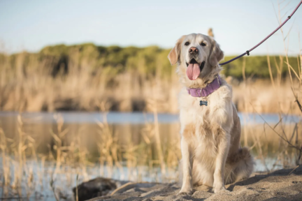 Un golden retriever portant un collier assis au bord d'un plan d'eau entouré de roseaux