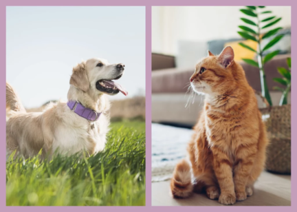 guide-antipara-image-quiz-site