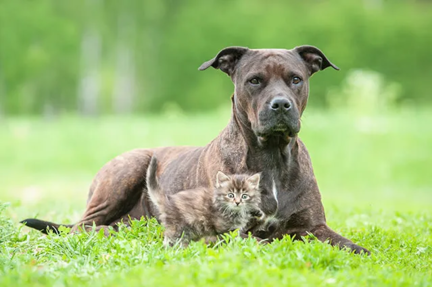Un chien de type staff bringé allongé dans l'herbe protégeant un petit chaton blotti entre ses pattes