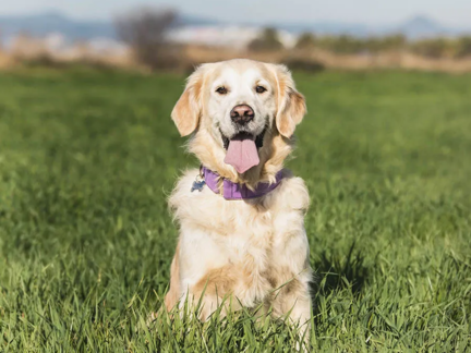 Golden Retriever assis dans un champ portant un collier antiparasitaire
